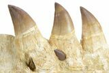 Fossil Mosasaur (Thalassotitan) Jaw Section with Teeth - Morocco #359484-6